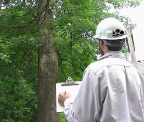 Tree removal permits Atlanta