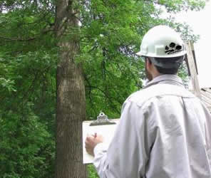 Atlanta Arbor Tree Care Specialist, LLC